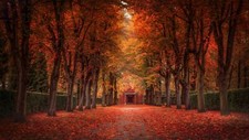 Landscape fall leaves trees street park shrubs fallen Custom Gaming Mat Desk
