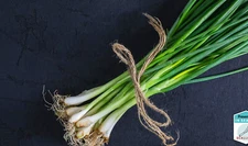 3 PCs Rooted Live Green Onions Plants | NON-GMO | Heirloom | Fresh Garden
