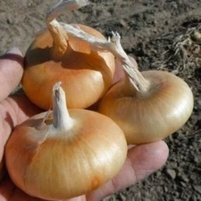 200+ Cipollini Onion Seeds - Yellow Sweet -- Heirloom - Organic - NON GMO
