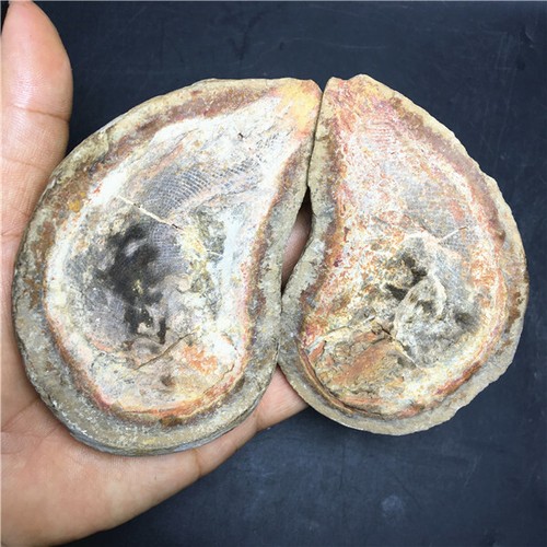 294g Rare Natural conch handwork carved ammonite fossil specimens G245 - Picture 6 of 8