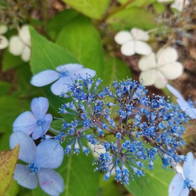 Hortensja Blue Bird 2L - Une variété rare aux inflorescences spectaculaires - Photo 1/4