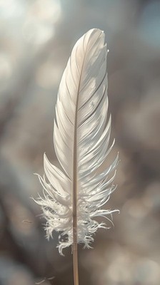 White Feather Close Up Aesthetic Wallpaper Minimal Beige Calm Phone Background