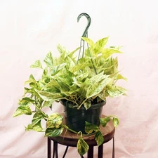 LIVE Marble Queen Pothos variegated indoor vine plant in 8" hanging growers pot