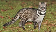 Pure Undiluted Ethiopian Civet Paste Civet Mu...