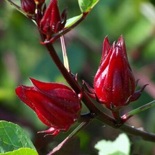 100 Roselle seeds Burmese Roselle, Sour Leaf seeds, Hibiscus sabdariffa