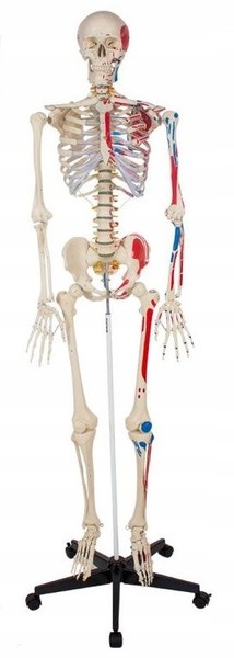 Menschliches Skelett 181 Cm - Modell Mit Muskeln-image