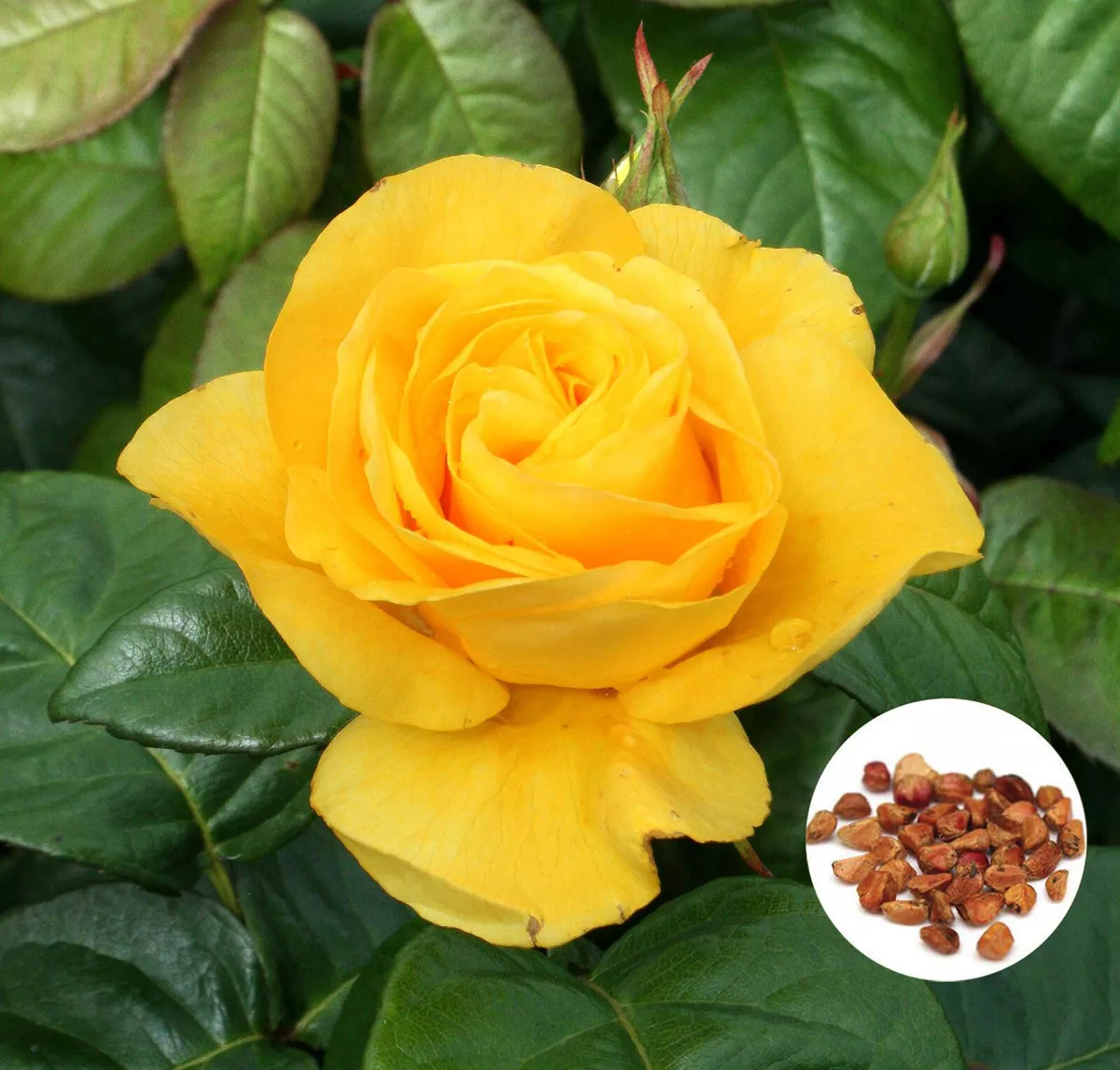 Different Types of Yellow Roses and How To Use Them in the Garden