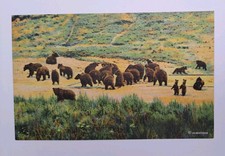 GRIZZLY BEARS AT THE BEARS FEEDING GROUND, Yellowstone Park - postcard, unused