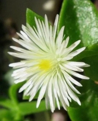 APTENIA CORDIFOLIA à Fleurs Blanches 'Sun Rose White' racinée en godet . - Photo 1/4