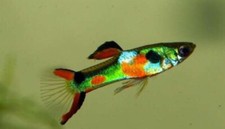 Guppy Endler green lime mix fish ,Pesciolini /acquario dolce 5+1 🐟💯