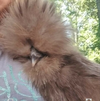 6 Quality Silkie Chicken Fertile Hatching Eggs all Colors, possible chocolate 