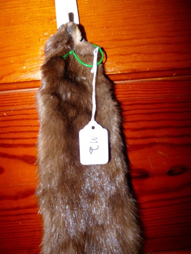 HERMOSA piel de visón salvaje curtida piel taxidermia 4 pies garras artesanía nativa 2 - Imagen 3 de 5