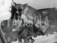 Photo De Presse Vintage