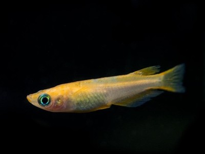 Youkihi Medaka Orange Ricefish aka Japanese Ricefish/Killifish (Oryzias latipes 