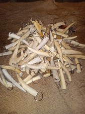 Deer antler key chain