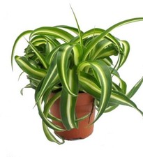 Chlorophytum Bonnie Caribbean Houseplant in a 10-12cm Pot.  Curly Spider Plant