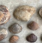 Lot of Steinkerns from Maryland and Virginia, Mostly Clams and Echporas — photo 3