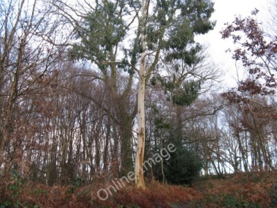 Photo 6x4 Eucalyptus tree in Lowerstaff Wood Balcombe  c2009