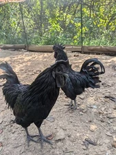 Ayam Cemani Hatching Eggs 4  Eggs Will Ship Fresh Check Fertility Daily 