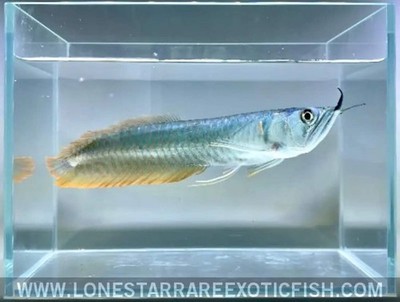 Lone Star Wholesale Live Fish For Sale Bagrus Catfish For Sale