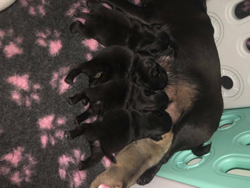 Our Family Potty Trained Pug Puppies Ready To Go Dogs Puppies Gumtree Australia Melbourne City Melbourne Cbd 1254937458