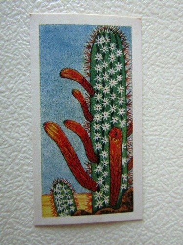 Lamberts Tea 1962 ~ Cacti Cards Card Variants (e11) - Picture 3 of 3