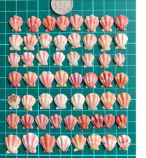 japanese   Seashell Set　A small pink clam