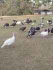 4+ HERITAGE TURKEY EGGS ORGANICALLY GROWN FREE RANGED READ DESCRIPTIONS — photo 7