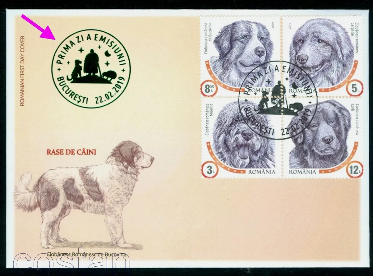 Romanian dog best sale breeds