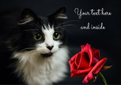 Personalised Long Haired Tuxedo Black White Cat Rose Any