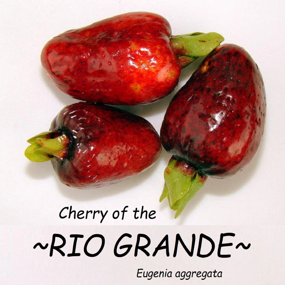 Cherry of the ~RIO GRANDE~ Eugenia aggregata Live FRUIT TREE sm Potd Plant - Image 3 of 4