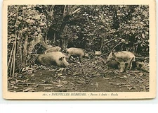 New Hebrides - Toothed Pigs - Ouala - 10597
