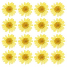 48Pcs Dried Pressed Flower Natural Dried Daisy Flower Lemon Yellow