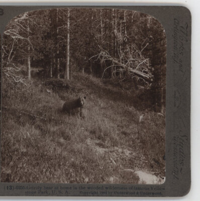 Grizzly Bear at Home in Yellowstone Underwood Stereoview c1900