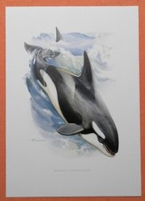 Schwertwal Orcinus orca   Killerwal Orca  Farbdruck 1958 Delphin Zoologie