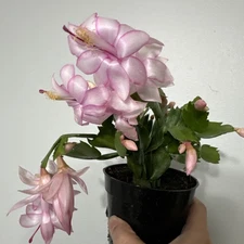 Light Pink Thanksgiving Cactus In 4” Pot  Shipped Bareroot