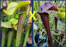 2024 SARRACENIA SEEDS: GOLDEN RED JUBILEE X KEW GARDENS [CARNIVOROUS PLANT SEED]