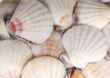 Small Distant Scallop Seashells 10 shells approx. 1.75 inches