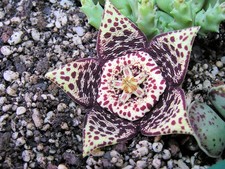 Orbea variegata 2 - Stone Head