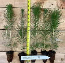 Three Japanese Black Pine - 5"- 12" Tall Seedlings - Great Bonsai or Shade Tree