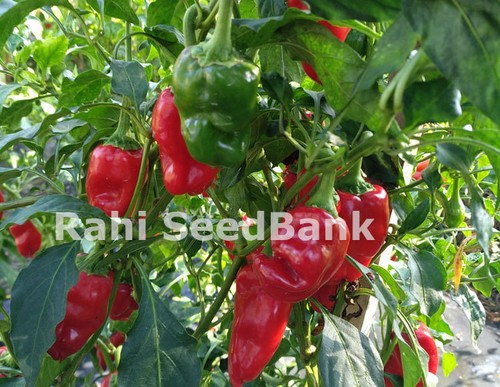 Urka Bangla - A Bhutanese Hot Chilli Variety - Australian Grown, 10 Seeds - Picture 4 of 8