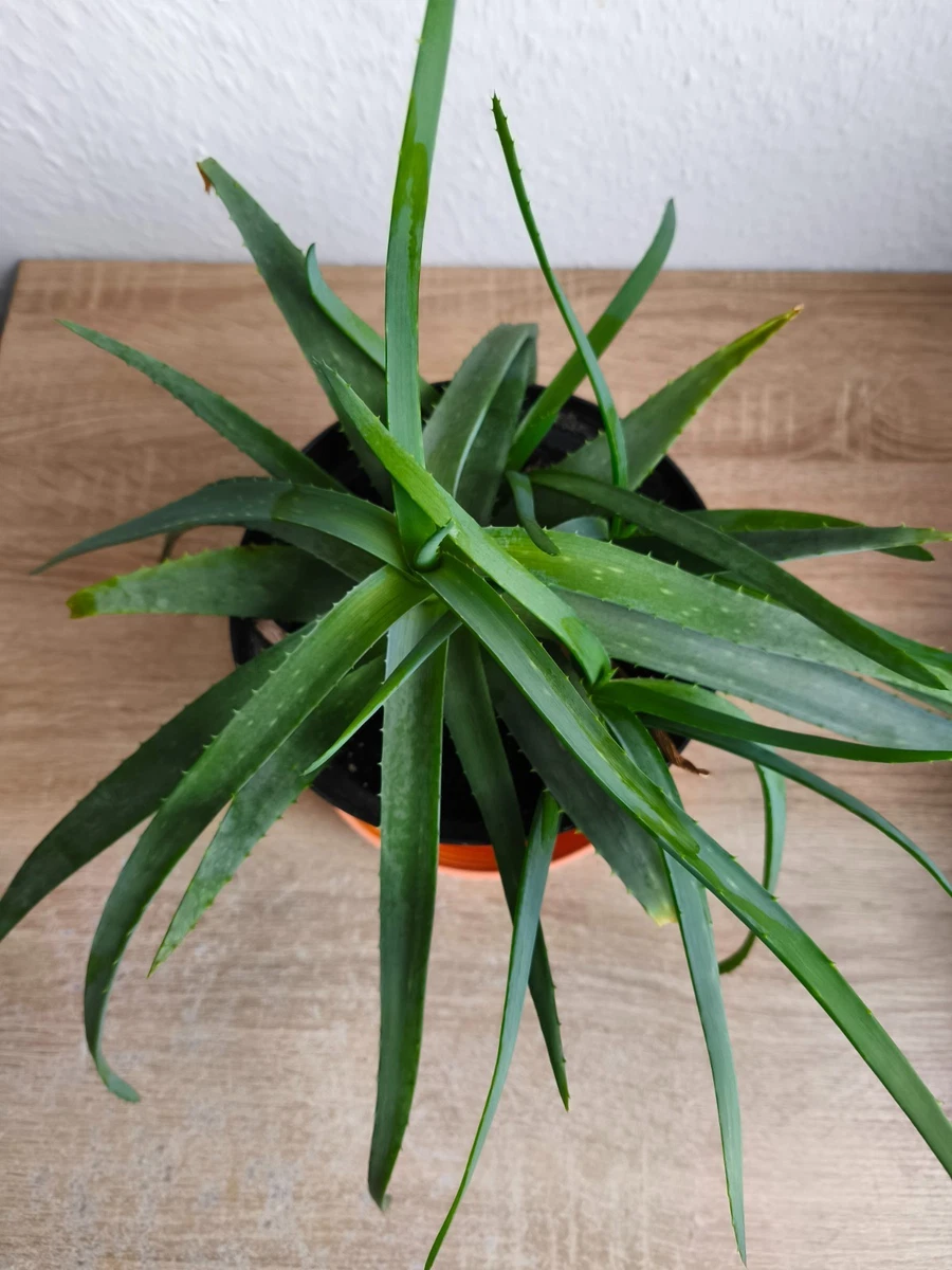 aloe beta Aloe Vera Body Cream