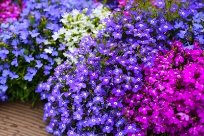 200 Semillas De Lobelia Regatta 'Cambridge Blue' | Erinus Para Macetas Y Jardines (Seedville USA)