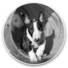 2 x Pegatinas Vinilo 30cm (BW) - Bull Terrier Inglés Perro Cachorro #41930