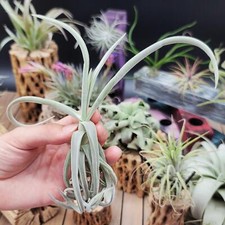 Tillandsia Duratii Air Plant Real Live Bromeliads