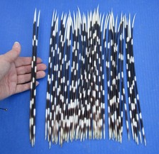 50 piece lot of South African Porcupine Quills 12 to 13 inches 51663