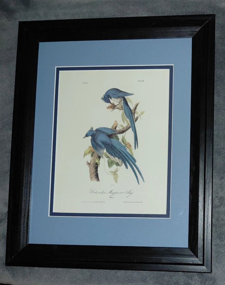 美丽的带框奥杜邦“哥伦比亚杰伊”美国鸟类印刷编号 46-PL 229 — 第 4/4 张图片