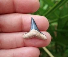 1.02" Lemon Shark (Negaprion) Fossil Tooth Central Florida