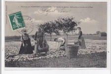 approx. de PITHIVIERS-en-GATINAIS: the saffron, saffron and harvest harvest harvest harvest