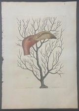 Antique 'Bill of FLAMINGO' Catesby Bird ETCHING -Carolina, Florida & the Bahamas